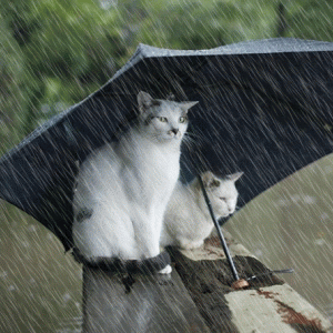 cats_raining